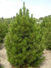 Lodgepole Pine